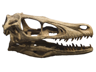 Velociraptor