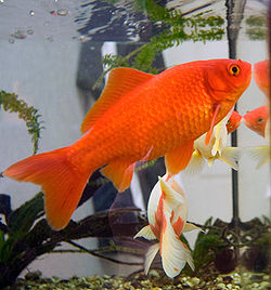 金魚