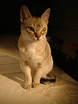 シンガプーラ