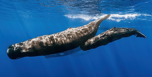 マッコウクジラ