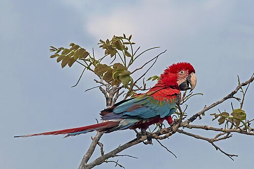 コンゴウインコ