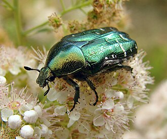 カブトムシ