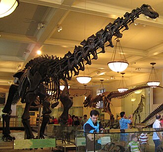 Apatosaurus
