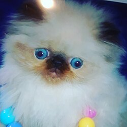 ヒマラヤン