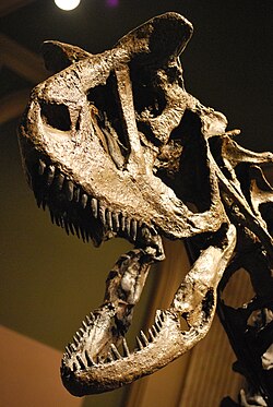 Carnotaurus