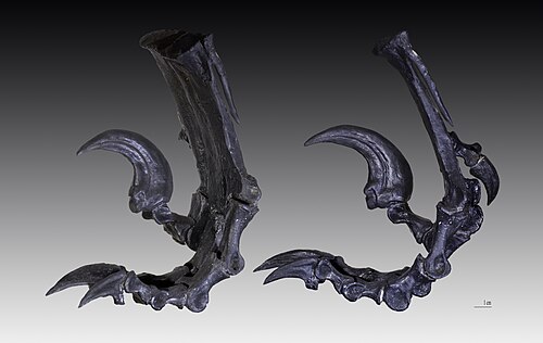 Deinonychus