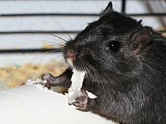 スナネズミ
