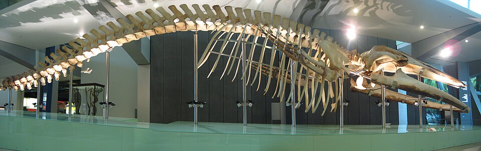 シロナガスクジラ