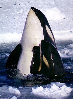 シャチ