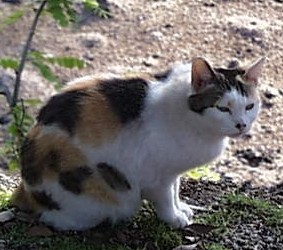 ジャパニーズボブテイル