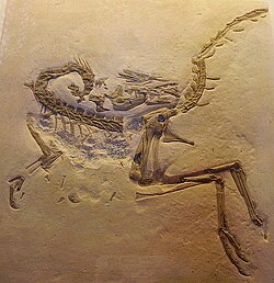 Compsognathus
