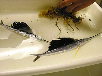 バショウカジキ