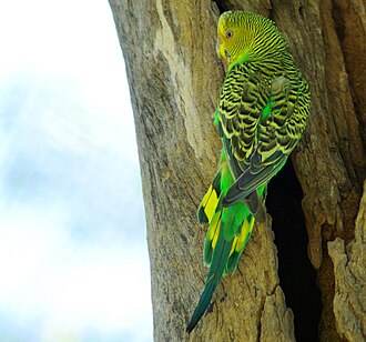 セキセイインコ