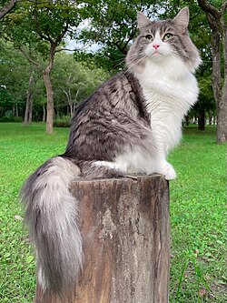 ノルウェージャンフォレストキャット