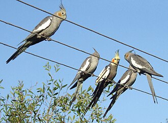 オカメインコ