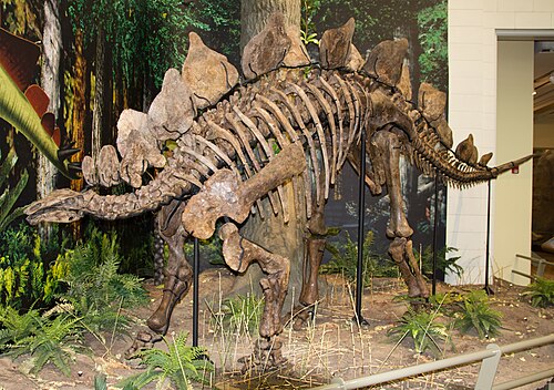 Stegosaurus