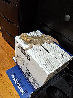 アゴヒゲトカゲ