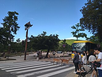 奈良公園