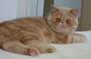 エキゾチックショートヘア