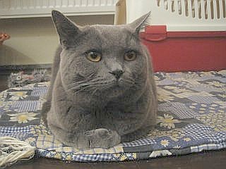 ブリティッシュショートヘア