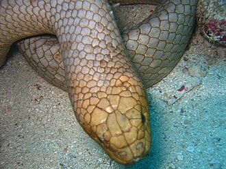 ウミヘビ